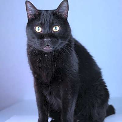 Photo of Scamper #image