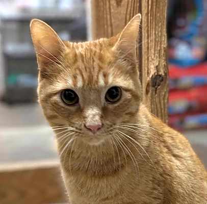 Photo of MoMo #image