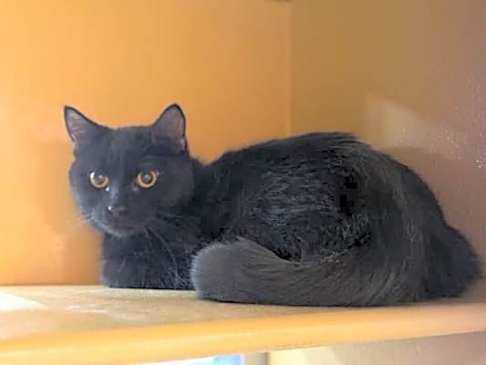 Photo of Midori #image