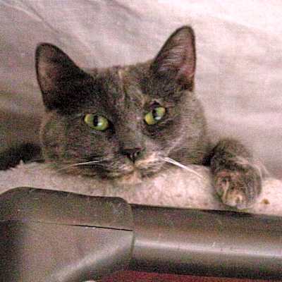 Photo of Fern #image