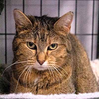 Photo of Ginger #image