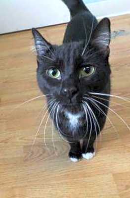 Photo of Milo #image