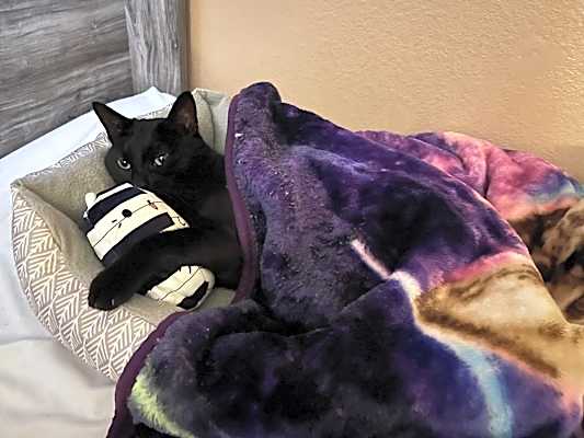 Photo of Zipper "Midnight" 4274 #image
