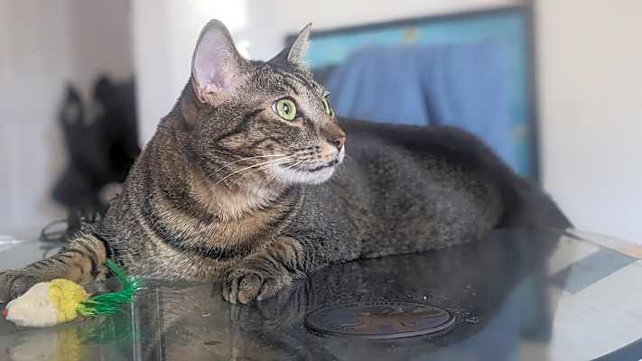Photo of Speedy #image