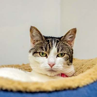 Photo of Olive #image