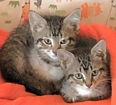 Photo of Rueben and Roxie #image