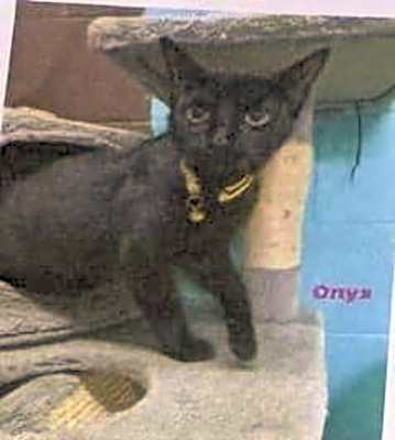 Photo of Onyx #image