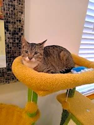 Photo of Snickers #image