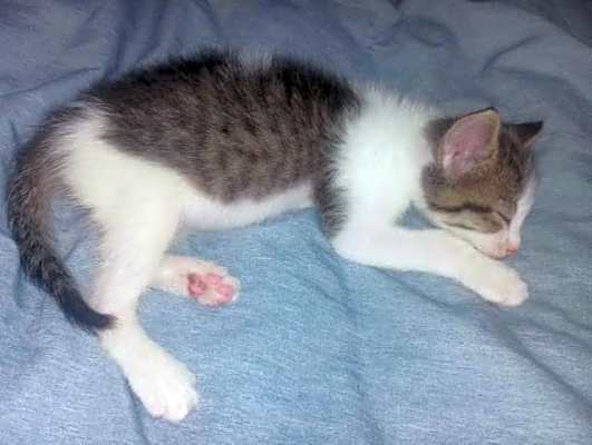 Photo of Twix #image
