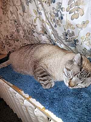 Photo of Cocoa #image