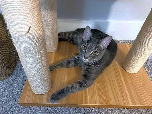 Photo of Lancelot #image