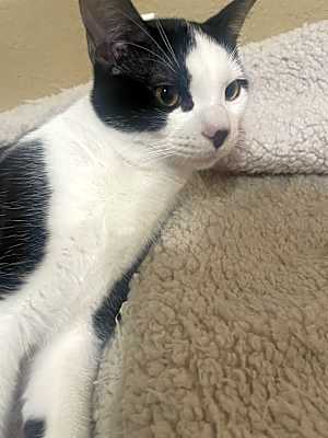 Photo of Tux (Tuxedo) #image