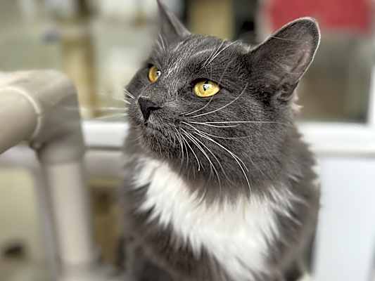 Photo of Sassy - $20 SHY CAT SPECIAL #image