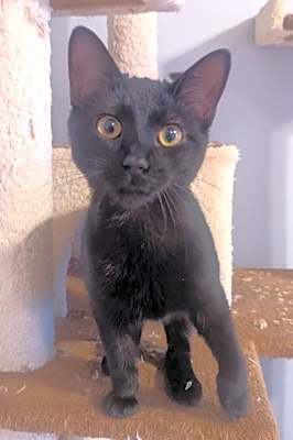 Photo of Salem #image