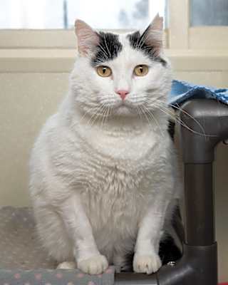 Photo of Monty bonded with Gentry #image