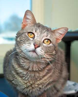 Photo of Benson #image