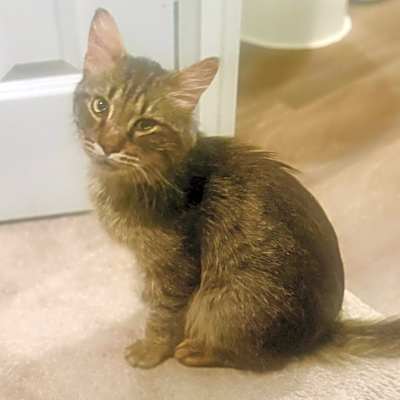 Photo of Fizz #image