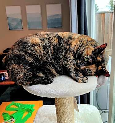 Photo of Chiquita #image
