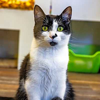 Photo of Coco #image