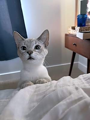 Photo of Griffin #image