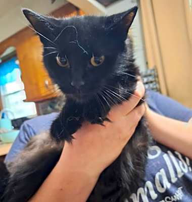Photo of Smokey #image