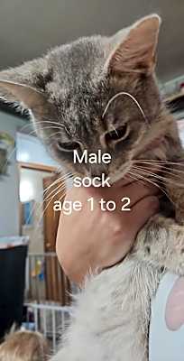 Photo of Socks #image