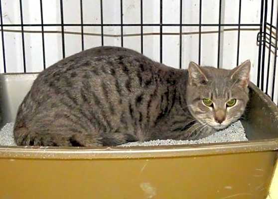 Photo of Rocket 8322 #image
