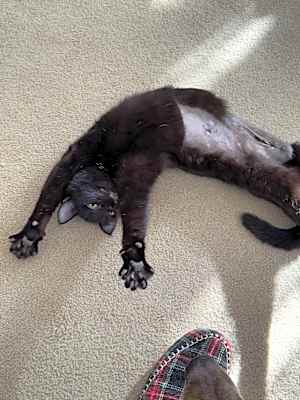 Photo of Holly #image