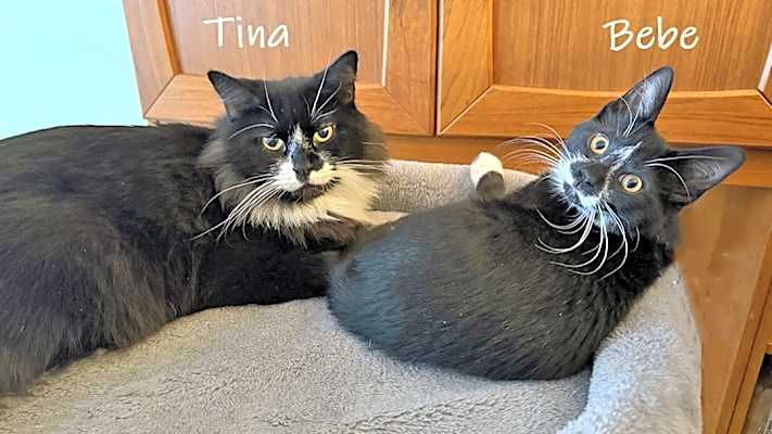 Photo of Tina and Bebe #image