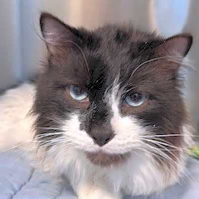 Photo of Winston #image