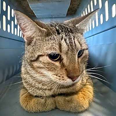 Photo of Leo #image