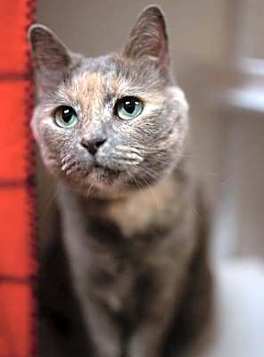 Photo of Luna #image