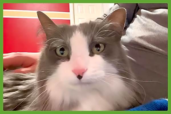 Photo of Georgie #image