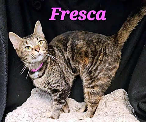 Photo of Fresca #image