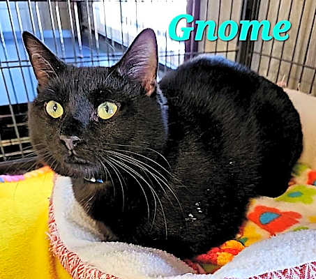Photo of Gnome #image