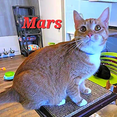 Photo of Mars #image