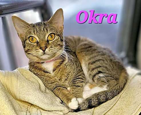 Photo of Okra #image