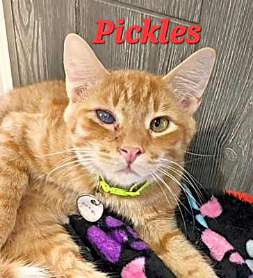 Photo of Pickles #image