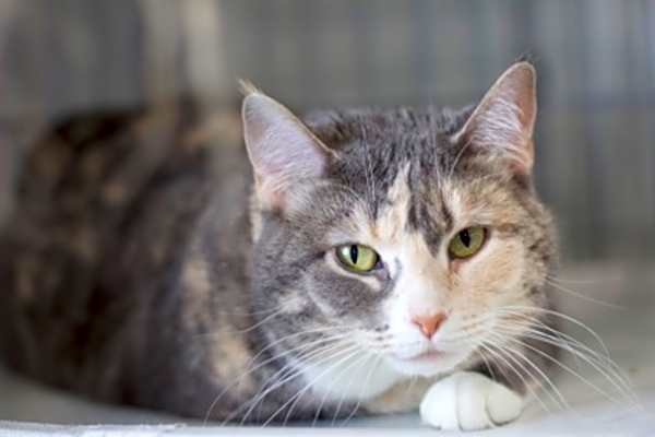 Photo of Lilli #image