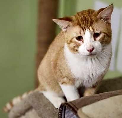 Photo of Gilbert #image