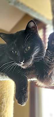 Photo of Luna #image