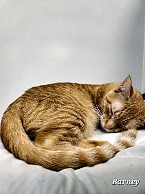 Photo of Barney #image