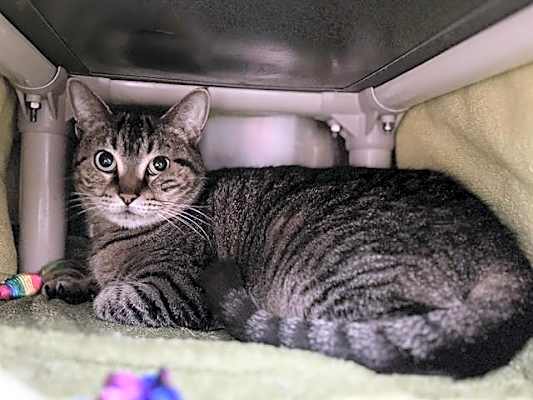 Photo of NALA #image
