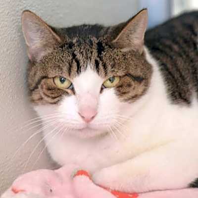 Photo of Cookie #image