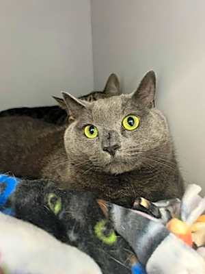 Photo of Mr Grey (in foster) #image