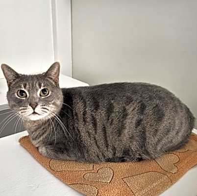 Photo of Misty #image
