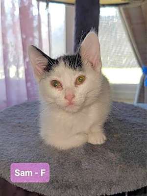 Photo of SAM #image