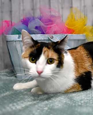 Photo of Lola #image