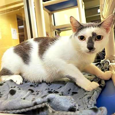 Photo of Coco #image