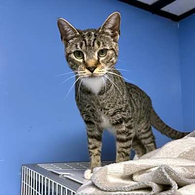 Photo of Jinx #image